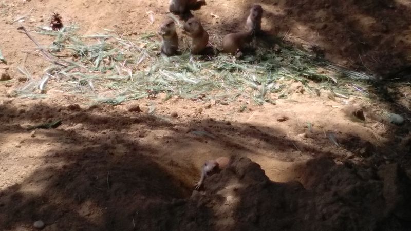IMG_20170530_130751.jpg
