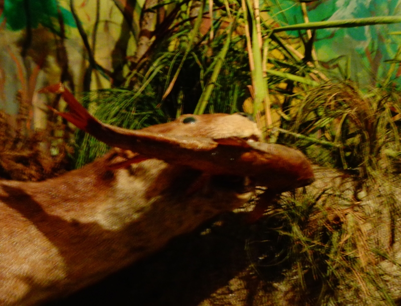 DSC01048.JPG